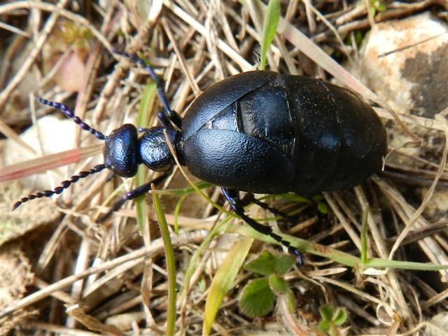 Meloe proscarabaeus